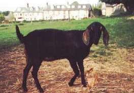 Afrose an Anglo Nubian