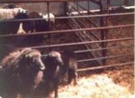 Lucy Lamb and her mother