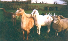 Spot, Tom and Stella with sheep and geese