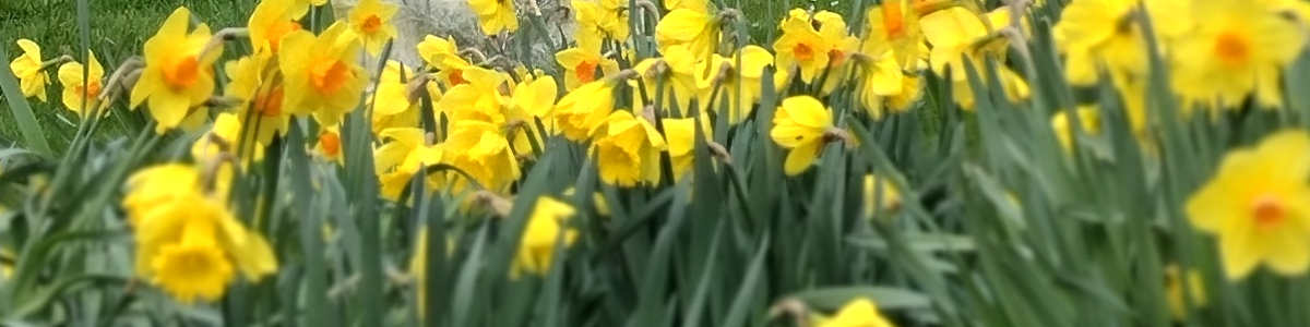 spring daffodils